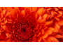 Chrysanthemum